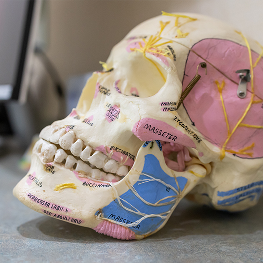 Model of the skull with specific bones labeled